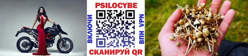 где купить   Сергач  Псилоцибиновые грибы Psilocybine cubensis 